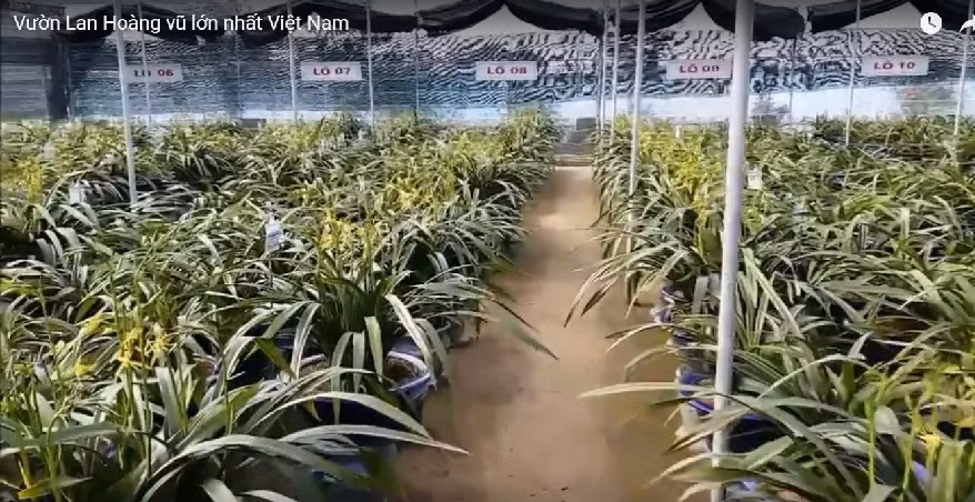 Vườn lan rộng trên 5.000m2, trong đó có 2 khu vực trồng địa lan rộng trên 1.000 m2 được rào kiên cố bằng sắt, lưới thép bao xung quanh. Lưới nilon để che chắn nắng mưa, có hệ thống tưới nước tự động. Ảnh: Youtube.