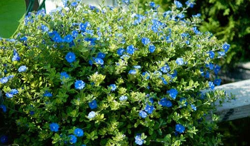 Hoa thanh tú mang hình dáng tao nhã và màu sắc dịu dàng. Loài hoa này cũng dễ trồng, lại nở nhiều hoa một lúc. Ảnh: Caycanhthanglong.