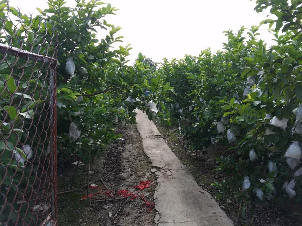 Ổi lê được trồng nhiều tại huyện Văn Giang, Yên Mỹ. Ảnh: FB Ôi lê Hưng Yên.