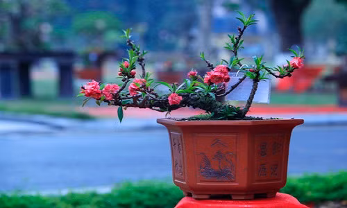 Vào mỗi dịp Tết, những chậu bonsai đào thất thốn có giá hàng chục triệu đồng bởi chúng rất cầu kỳ công chăm sóc và là thú chơi độc đáo. Ảnh: Phatthu.