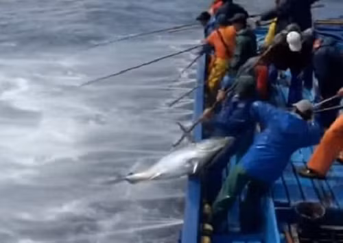 Có lẽ vất vả nhất là công đoạn kéo cá lên boong tàu.