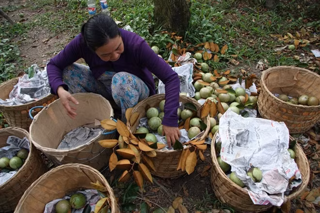 Đặc biệt, vú sữa không được sử dụng 5 hoạt chất thuốc bảo vệ thực vật do phía Mỹ cảnh báo mức dư lượng. Ảnh: Báo Nông Nghiệp.