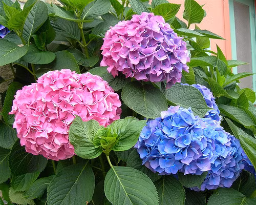 Hoa cẩm tú cầu mọc từng chùm tựa quả cầu đa sắc thích hợp trồng nơi ban công. Đặc biệt, mùa sắc của hoa có thể thay đổi tuỳ theo độ pH trong đất. Ảnh: Vietq.