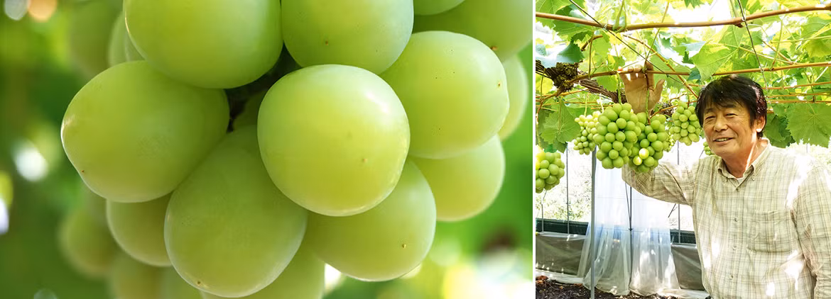 Tại Việt Nam, nho mẫu đơn Nhật thường được bán với giá từ 900.000 - 1,5 triệu đồng/kg. Đặc biệt, có lúc giá lên tới 3 triệu đồng/kg. Ảnh: Fruitmaster.