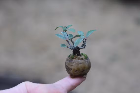 Không có hoa nhưng chậu bonsai nhỏ xíu vẫn tràn đầy sức sống. Ảnh: Blossom zine.