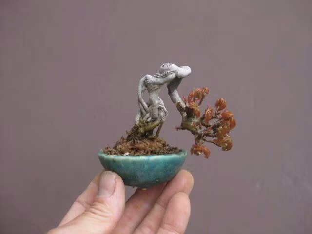 Bonsai mini đẹp lạ lùng với tạo hình nghệ thuật. Ảnh: Printest.