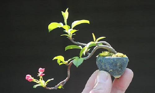 Những chậu bonsai nhỏ xinh này thích hợp trang trí trên bàn học, cửa sổ, hay bàn làm việc. Ảnh: Baodansinh.