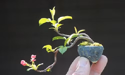 Những chậu bonsai nhỏ xinh này thích hợp trang trí trên bàn học, cửa sổ, hay bàn làm việc. Ảnh: Baodansinh.