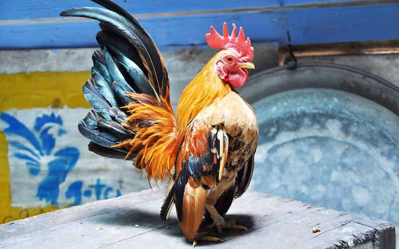 Gà Serama được dân chơi sinh vật cảnh Việt Nam săn lùng bởi dáng đứng vương giả, cánh thẳng và màu lông bắt mắt. Ảnh: Dân Việt.