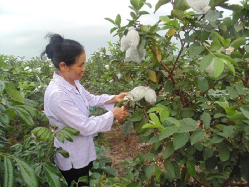 Khi chín, ổi giòn, mềm lại phảng phất mùi thơm nhẹ. Ảnh: Baohungyen.