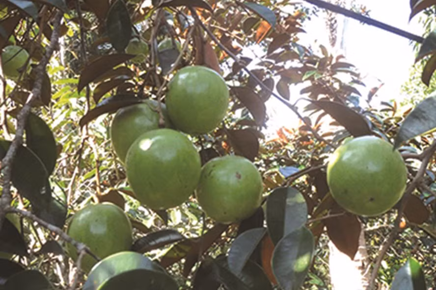 Đến nay, ngoài thị trường trong nước, vú sữa lò rèn đã được xuất khẩu sang các thị trường như Pháp, Mỹ, Canada, Đức, Úc, Nhật, Singapore, Đài Loan, Trung Quốc và sắp tới là Mỹ. Ảnh: Lao động.