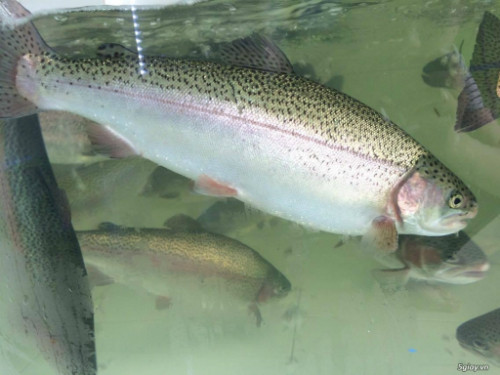 Anh thuê máy đào 400m2 ao và thả 7.000 cá giống. Mỗi năm anh Nguyễn Thái Thịnh lãi 1,3 tỷ đồng từ cá hồi. Ảnh: Tepbac.