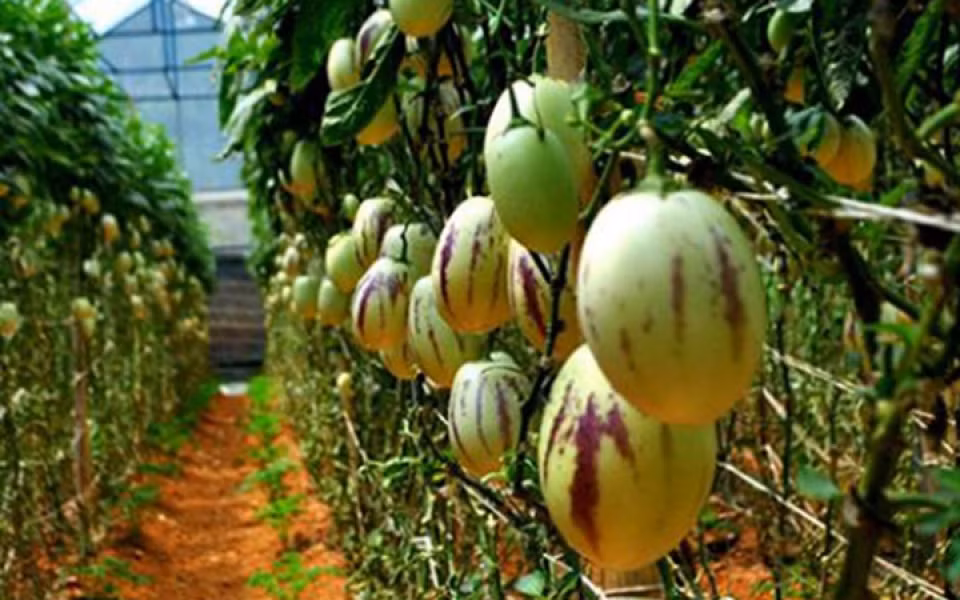  Dưa hấu tí hon lạ mắt từng gây bão thị trường Tết Việt Nam hồi cuối năm 2016. Ảnh: VOV.