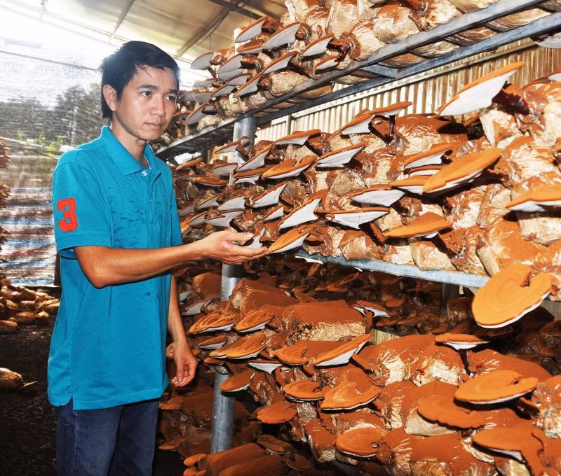 Chàng trai trẻ Nguyễn Chí Thành (ở ấp 4, xã Tân Lập, huyện Đồng Phú, Bình Phước) được biết đến nhiều khi thành công ở tuổi 29 với mô hình trồng nấm linh chi. Ảnh: Khoahocthoidai.