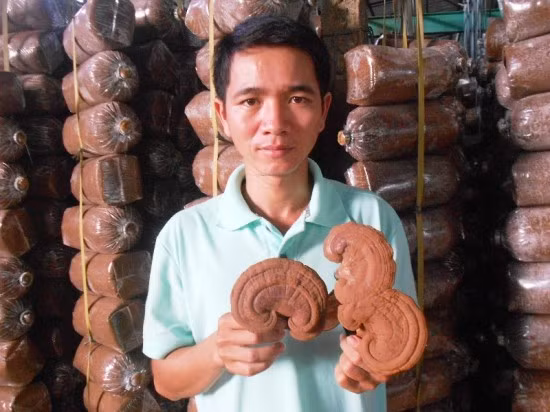 Để thực hiện ước mơ trồng nấm, Thành đi học 2 tháng ở một trang trại nấm trong tỉnh. Sau đó, Thành vay mượn bạn bè mua 3.000 bọc phôi nấm mèo và sò về trồng. 3 tháng sau, đã có sản phẩm đầu tiên đưa ra thị trường tiêu thụ. Ảnh: Khoahocthoidai.