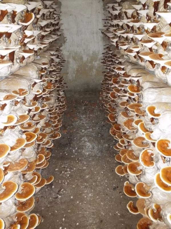 Chuyển sang trồng nấm linh chi, Thành sớm thất bại khi toàn bộ số phôi giống bị hỏng không lên được. Tuy nhiên, thất bại không làm anh nản lòng. Thành tiếp tục học hỏi, cuối cùng trại nấm của Thành ngày càng phát triển. Ảnh: Khoahocthoidai.