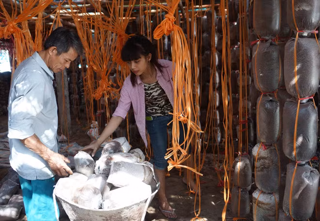 Mỗi ngày trang trại thu hoạch được 70-80 kg nấm các loại. Trừ các chi phí, mỗi năm trang trại nấm cho thu về 500-600 triệu đồng. Ảnh: Zing.