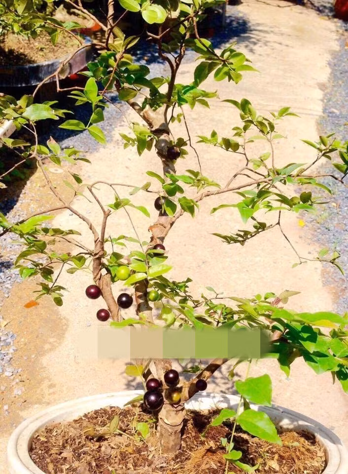 Những trái nho mọc từ thân cây lạ mắt. Ảnh: Nhavuonkhanhvo.