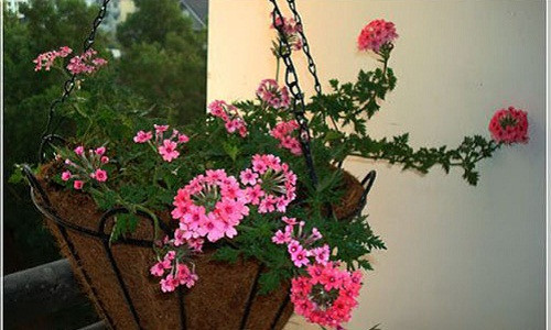 Cúc Inđô nổi bật hơn hẳn các giống cúc khác bởi màu sắc đa dạng. Loài hoa này có nhu cầu nước nhiều nhưng lại phải thoát nước. Ảnh: Caycanhthanglong.