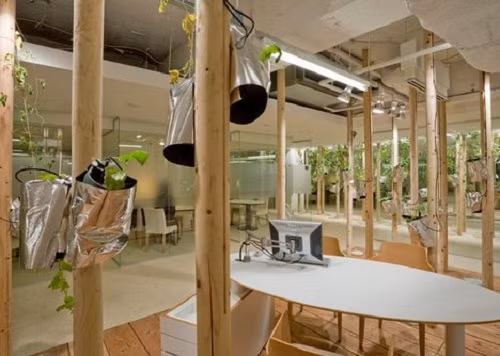 Những giỏ cây còn có tác dụng trang trí.