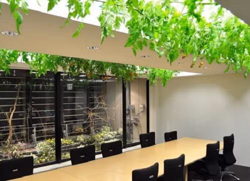 Phòng họp xanh mướt với giàn dây leo ở phía trên.