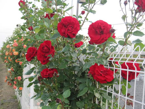 Tưới đẫm nước. Sau vài ngày, khi đất có dấu hiệu bị khô thì tưới lại. Ảnh: Vuonpho.