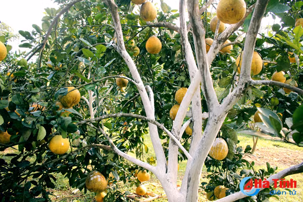 Vụ bưởi năm ngoái, trung bình mỗi cây bưởi ông Linh thu về trên dưới 3 triệu đồng, nhưng dự kiến năm nay, với chất lượng bưởi tốt hơn có thể đạt 4 triệu đồng/gốc.