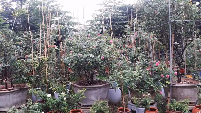 Những gốc hồng cổ đẹp mê hoặc lòng người. Ảnh: Đời sống &amp; Pháp lý.