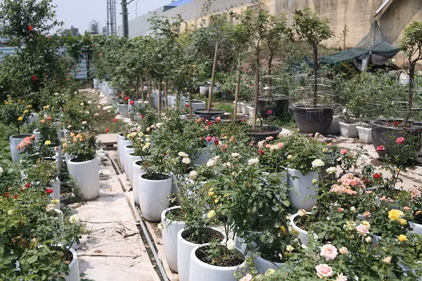 Vườn hồng của ông Hùng rộng đến 4 ha với 300 giống hồng trên khắp thế giới và hơn 10 giống hồng nội địa. Ảnh: Vietq.