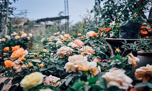 Tọa lạc tại phường Yên Sở, quần Hoàng Mai, Hà Nội, vườn hoa hồng cổ rộng hơn 5000m2 của chị Phạm Thiên Trang được đánh giá là vườn hồng hiếm hoi có đầy đủ các giống hoa hồng nội, hồng ngoại từ cây giống đến đại thụ. Ảnh: Thethaovanhoa.