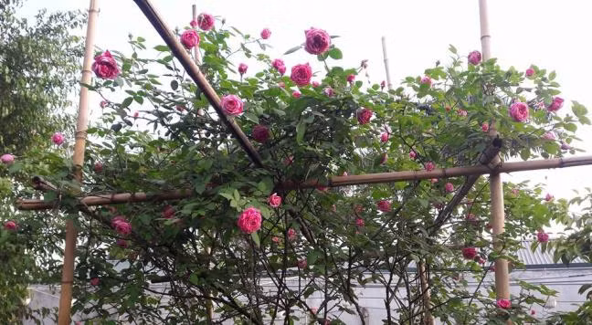 Hoa nở chi chít trông thích mắt. Ảnh: Đời sống &amp; Pháp lý.