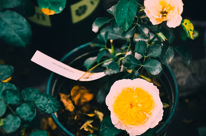 Các loại hồng cổ Việt Nam có giá khá cao, thường hơn chục triệu đồng, thậm chí có những cây đại thụ được rao bán với giá gần 100 triệu đồng. Ảnh: Thethaovanhoa.