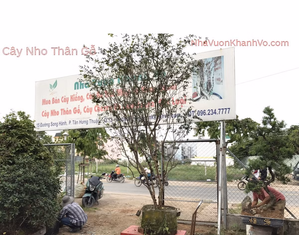 Chậu nhỏ có giá bán khoảng 2,5 triệu đồng. Những chậu nho thân gỗ lâu năm hơn, ra trái thì giá cao hơn từ 6 - 10 triệu đồng. Ảnh: Nhavuonkhanhvo.