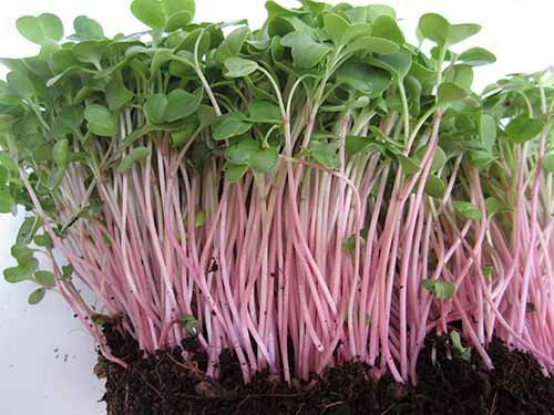 Mỗi ngày chỉ cần tưới nước lên rau mầm với những tia nhỏ để tránh bị trôi hạt. Lưu ý đặt chậu rau mầm ở nơi thoáng mát để mầm nhanh nứt. Ảnh: Nongnghieppho.