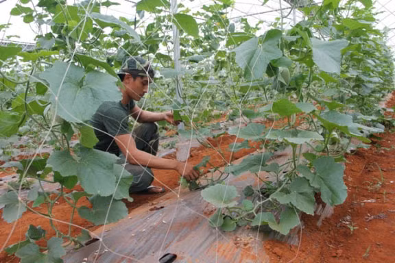 Mô hình trồng dưa lưới trong nhà màng đầu tiên tại Vĩnh Linh của chàng thanh niên trẻ tuổi bắt đầu từ tháng 7/2017. Với diện tích hơn 2.000m2, Vượng đã đầu tư số tiền lên tới gần 1 tỷ đồng. Ảnh: Dân Việt.
