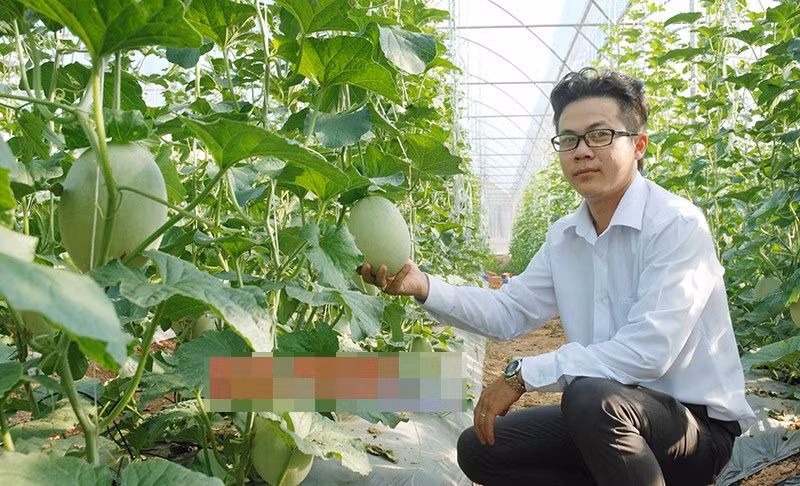 Cũng có niềm đam mê với trồng trọt, chàng trai trẻ Đào Minh Tân (1987), xã Tiến Hưng, thị xã Đồng Xoài (Bình Phước) đã thành công với mô hình phát triển kinh tế trồng dưa lưới công nghệ cao. Đầu tư 300 triệu đồng, sau 65-70 ngày, vụ đầu tiên Tân thu lãi 45 triệu đồng. Ảnh: Báo Bình Phước.