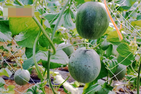 Đầu tư hơn 500 triệu đồng làm nhà lưới khép kín 1.000 m2, vườn dưa lưới của anh Hướng có 3.000 gốc, cho thu hoạch gần 4 tấn quả. Ảnh: Báo Nghệ An.