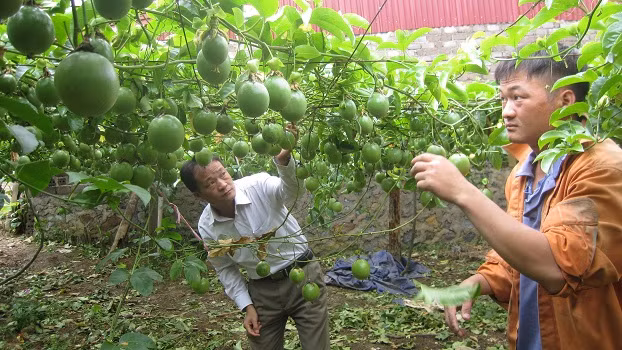 Với năng suất 60 – 70 tấn/ha, chanh leo mang về nguồn thu nhập lớn hơn so với nhiều cây trồng khác ở Sơn La. Ảnh: Báo Sơn La.