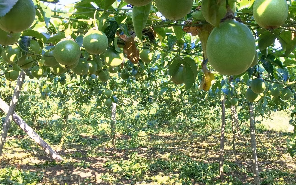 Để có chanh leo sạch, người dân trồng theo hướng chuyên canh tập trung và sản xuất an toàn. Ảnh: Traicaydungmap.