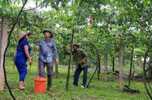 Sau khoảng 4 tháng trồng, chanh dây có thể cho thu hoạch vụ đầu tiên. Và sau 3 năm cho quả, người trồng mới cần thay gốc. Ảnh: Dân Việt.