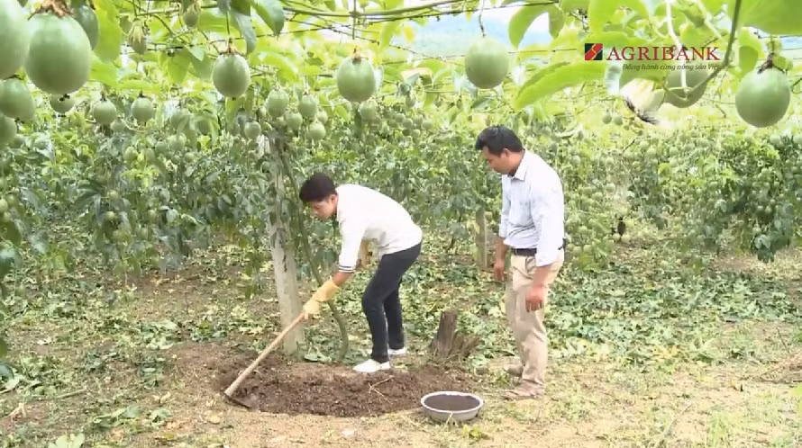 Trong suốt vòng đời của cây, nông dân phải bón phân hữu cơ định kỳ, nửa tháng bón một lần. Ảnh: Agribank.