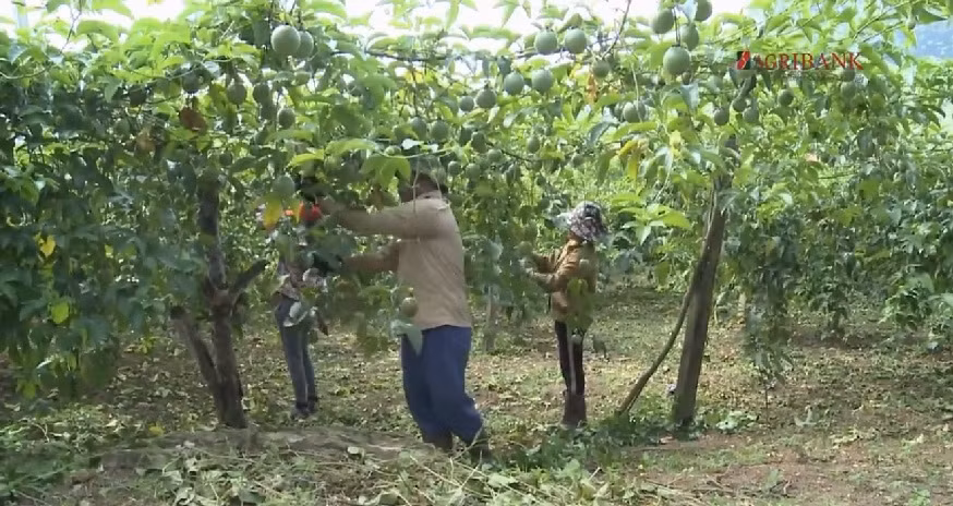 Đồng thời còn phải sử dụng thuốc sinh học theo chu kỳ để xử lý nấm, khuẩn, côn trùng. Ảnh: Agribank.