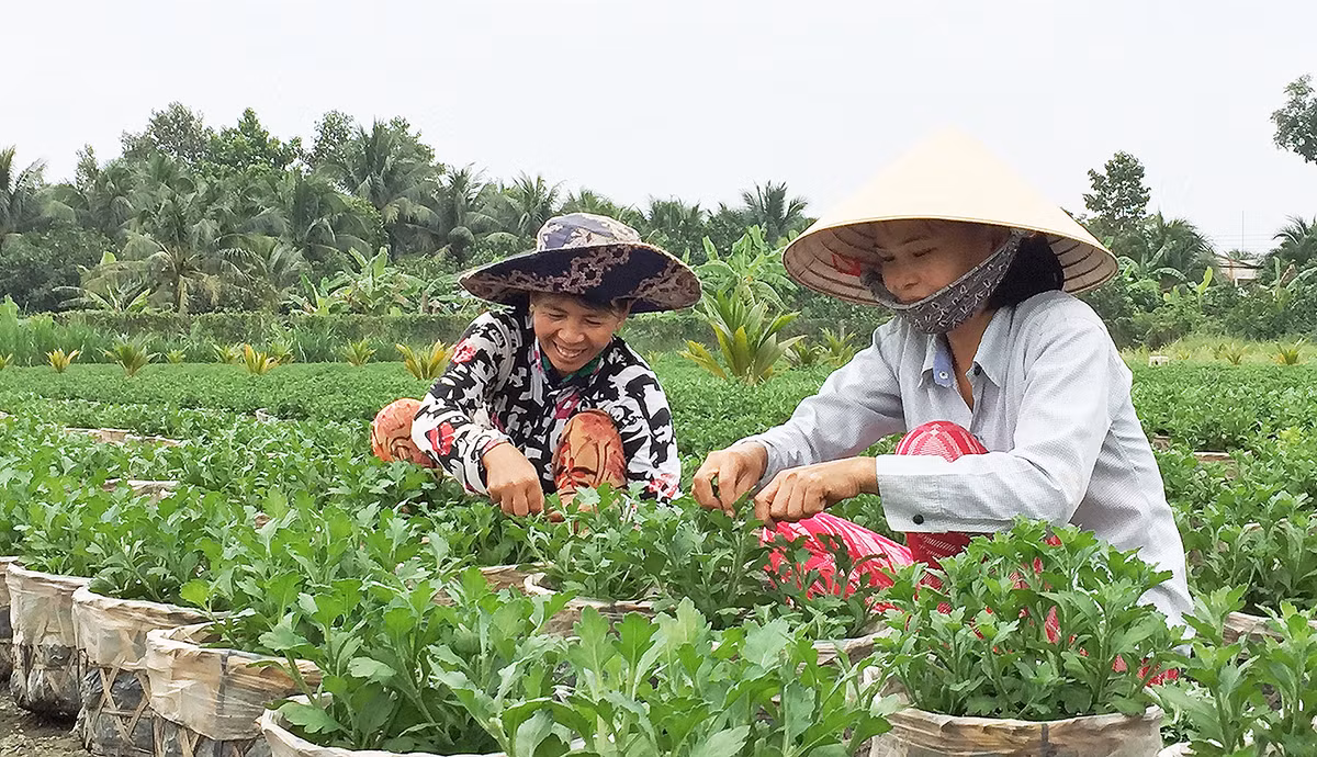 Năm nay, làng hoa Mỹ Tho (Tiền Giang) dự kiến cung ứng ra thị trường khoảng 1 triệu giỏ hoa tươi với đủ chủng loại như cúc mâm xôi, mồng gà, vàng hòe, cúc Hà Lan, cát tường...Ảnh: Baocantho.