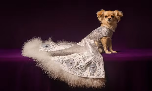 Với giá 40.000 bảng Anh (hơn 1,2 tỷ đồng), chiếc áo lông cừu cho cún cưng hướng đến những cô chủ thuộc giới siêu giàu. Ảnh: Theguardian.
