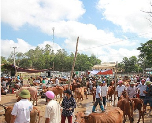 Trung bình mỗi phiên chợ tập trung từ 2.000 đến 2.500 con trâu, bò. Ảnh: Báo Nghệ An.