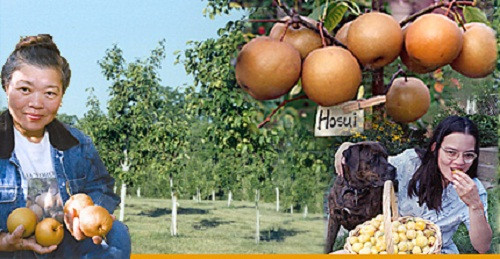 Lê nâu Hàn Quốc có độ giòn và vị ngọt rất ngon. Ảnh: Oriana's Orchard.