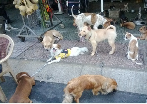 Đường Lê Hồng Phong quận 10 được coi là chợ mua bán chó mèo lớn nhất TP HCM. Chợ chó mèo Lê Hồng Phong hình thành từ khoảng năm 1990. Ảnh: Infonet.