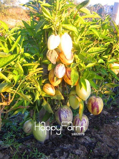 Giá bán mỗi chậu dưa hấu tí hon từ 50.000 -150.000 đồng (tùy vào số lượng trái). Ảnh: Aliexpress.