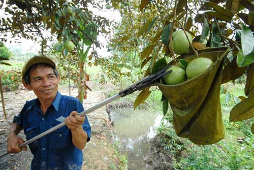 Năng suất bình quân của vú sữa Lò Rèn đạt 13-15 tấn/ha, với sản lượng khoảng 22.000 tấn/năm. Ảnh: Khám phá.