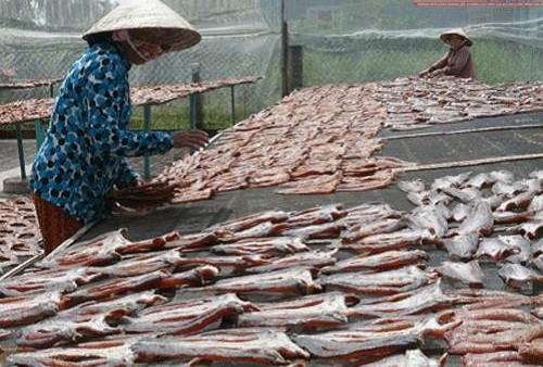 Để làm ra 1kg cá lóc khô phải cần đến 4kg cá tươi. Do đó, giá khô cá lóc không hề rẻ. Ảnh: Bến Tre.